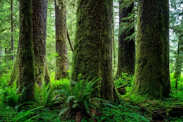 Een Schilderachtig Uitzicht Groene Sitka Sparren Bomen Een Park Vancouver — Stockfoto