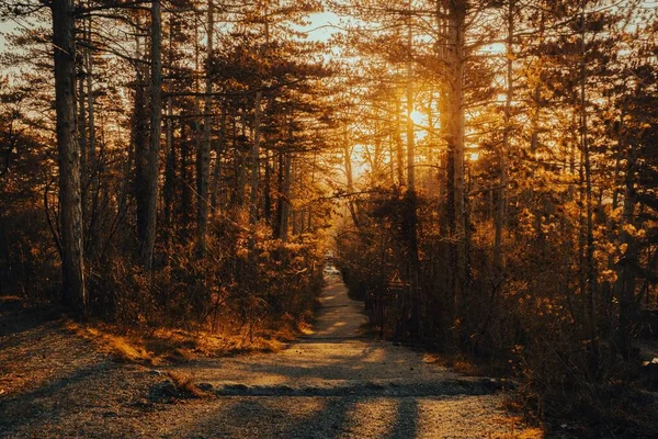 Δάσος Πρωί Στην Ανατολή Του Ηλίου — Φωτογραφία Αρχείου