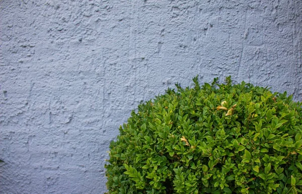 Arbusto Verde Frente Una Pared Textura Azul —  Fotos de Stock