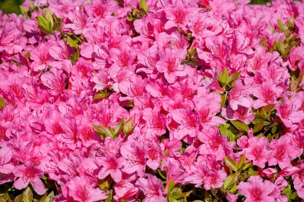 Крупный План Розовых Цветов Рододендрона Саду Весной — стоковое фото