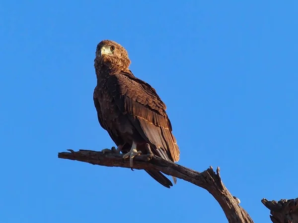 Close Pássaro Brown Snake Eagle Empoleirado Ramo Uma Árvore — Fotografia de Stock