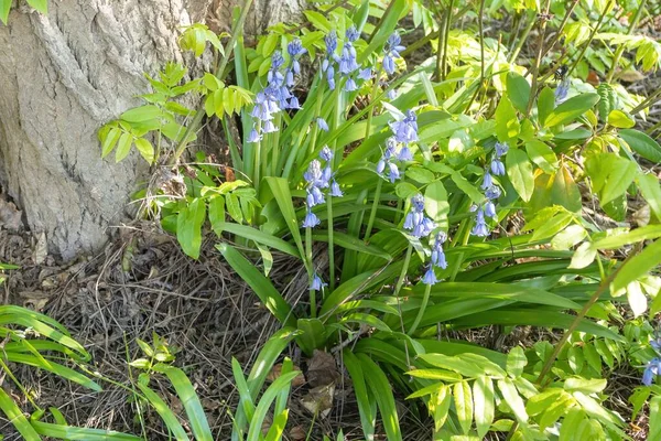 Güneşli havada yeşil yapraklı BlueBell çiçeklerinin manzarası