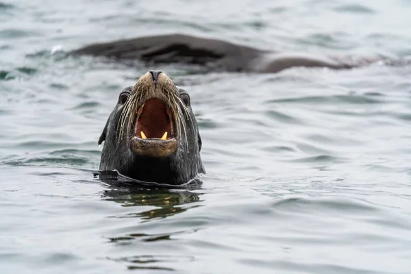 Sebuah Tembakan Dekat Singa Laut Dengan Kepala Keluar Dari Air — Stok Foto