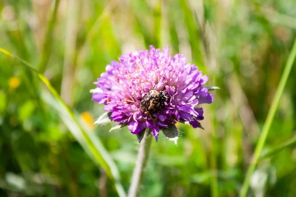 Närbild Insekt Som Sitter Knautia Arvensis Grön Oskärpa — Stockfoto