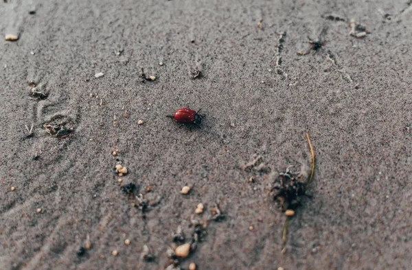 Ένα Κοντινό Πλάνο Κόκκινου Εντόμου Στο Έδαφος — Φωτογραφία Αρχείου
