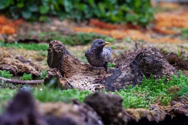 Selektiv Fokusbild Europeisk Starling Sturnus Vulgaris Skogen — Stockfoto