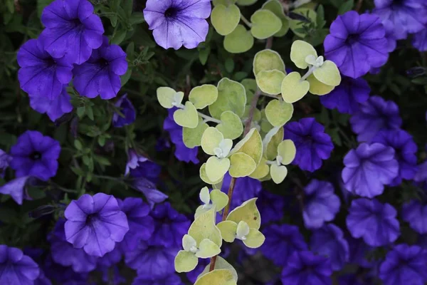 Closeup Shot Petunias Blossoming Garden — Stock Photo, Image