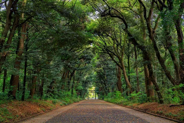 Japonya 'daki bir parkta yeşil ağaçlar ve bitkiler arasındaki yolun manzarası.