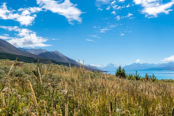 Красивый Пейзаж Травой Шипами Берегу Озера Южный Остров Новая Зеландия — стоковое фото
