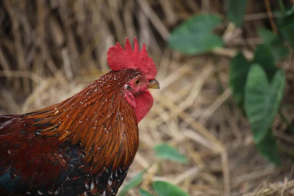 Portrait Rooste Rouge Race Coq Est Bangladeshi — Photo