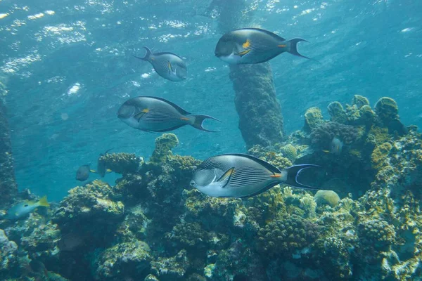 Close Peixes Cirurgião Nadando Perto Algas Subaquáticas — Fotografia de Stock