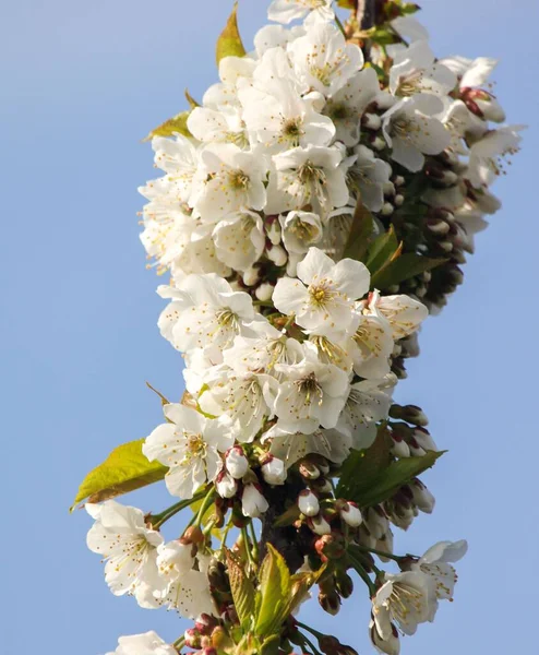 桜の木 Prunus Vertual Flower対照的に青い空 — ストック写真