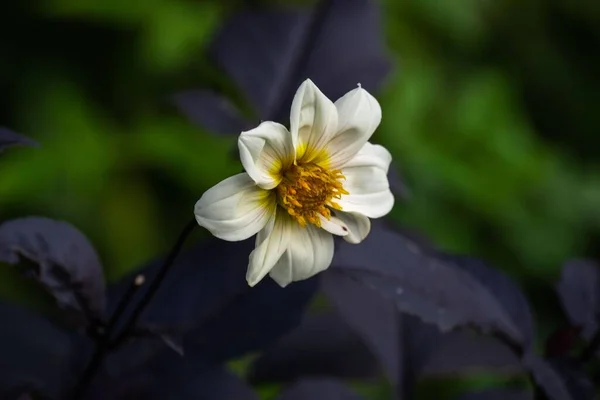 Bishop Dover Dahlia Dahlia Bishop Dover Plant Herbaceous Perennial Deeply — Stock Photo, Image