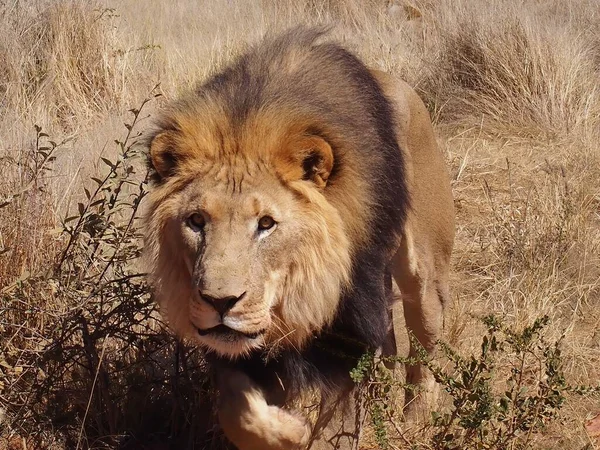 Primo Piano Leone Africano Che Passeggia Una Savana Sudafrica — Foto Stock