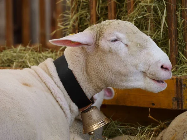 Ein Weißes Schaf Mit Glocke Hals — Stockfoto