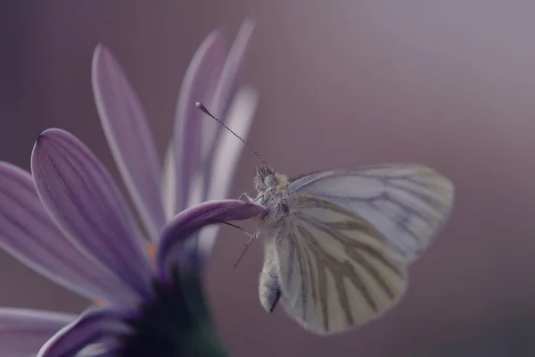 Een Macro Shot Van Een Groen Aderige Witte Vlinder Een — Stockfoto