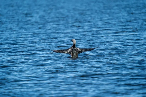 青い水の中を泳ぐ黒潮の龍 Gvia Arctica — ストック写真