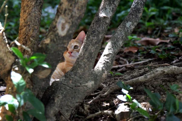 Över Barnet Tabby Katt Vilar Trädet Tittar Genom Grenarna — Stockfoto