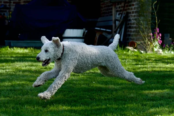 A royal poodle running in the garden in springtime