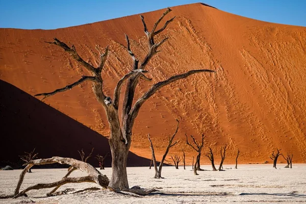 Uma Paisagem Cênica Deadvlei Deserto Namib Namíbia — Fotografia de Stock