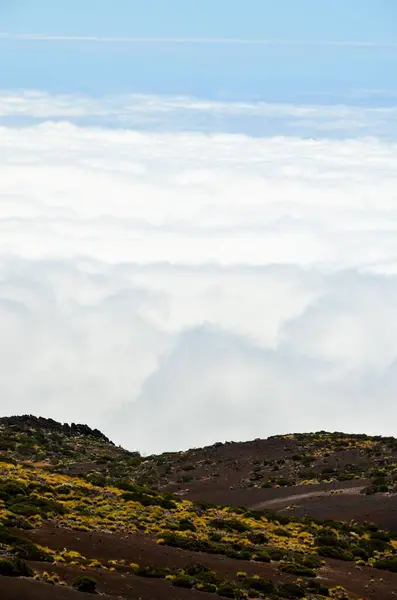 Tenerife Adası Ndaki Çam Kozalağı Ağaçları Ormanı Nın Üzerindeki Yüksek — Stok fotoğraf