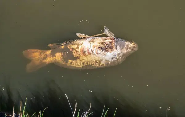 Крупный План Мертвой Рыбы Загрязненной Воде — стоковое фото