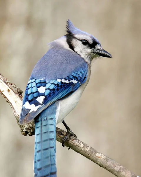 Jay Bleu Cyanocitta Cristata Sur Fond Flou — Photo