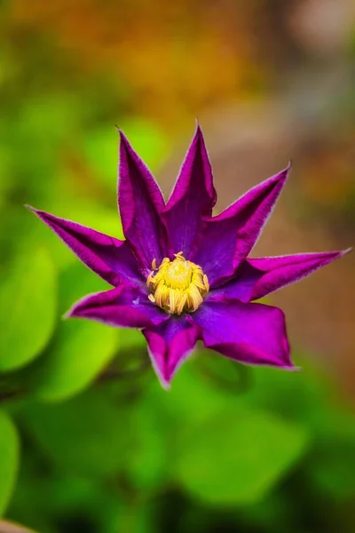 Вертикальний Крупним Планом Знімок Квітучої Фіолетової Квітки Клематиса — стокове фото