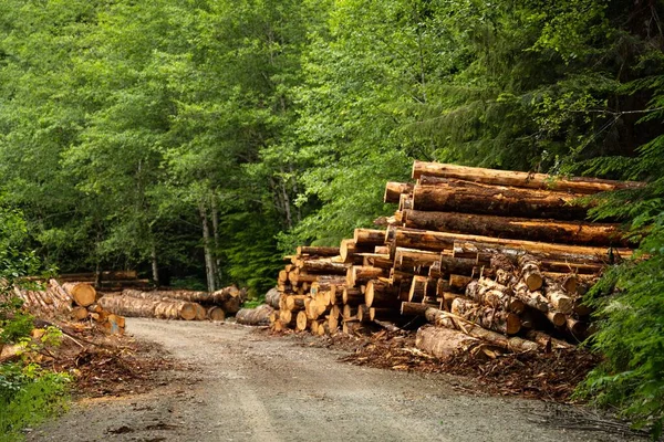 Sawed Trees Stacked Roadside Forest Logging Concept Caycuse Cowichan Canada — Stock Photo, Image