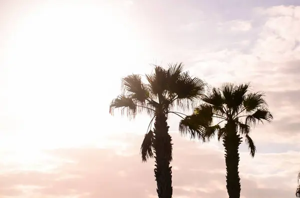 加那利群岛日落的棕榈树轮廓 — 图库照片
