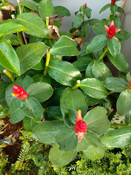 Disparo Vertical Flores Jengibre Cabeza India Rosa Con Hojas Húmedas —  Fotos de Stock