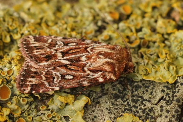 Detaillierte Nahaufnahme Einer Motte Lycophotia Porphyrea Die Auf Flechtenbedecktem Holz — Stockfoto