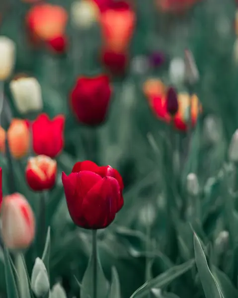 Вертикальний Знімок Красивих Тюльпанів Цвітуть Саду — стокове фото