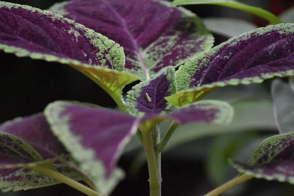 Närbild Skott Coleus Växt Blad — Stockfoto