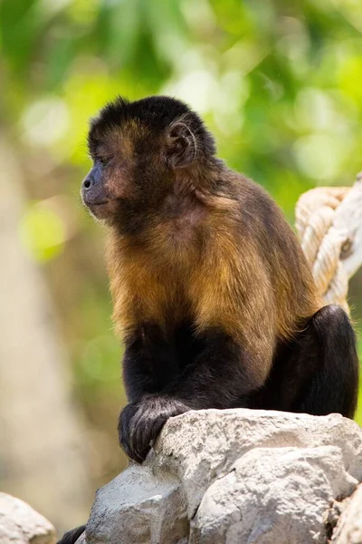 Una Scimmietta Seduta Una Pietra — Foto Stock