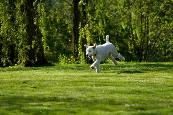 Caniche Real Corriendo Jardín Verde Primavera —  Fotos de Stock