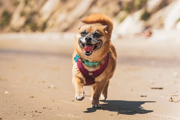 Primer Plano Adorable Chihuahua Jugando Una Playa Sol — Foto de Stock