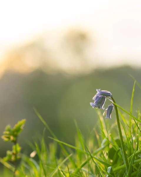Eine Blauglocke Blüht Waldgarten — Stockfoto