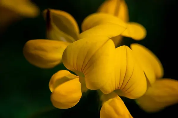 Крупный План Желтого Цветка Птичьим Футом Растущего Расплывчатом Зеленом Фоне — стоковое фото