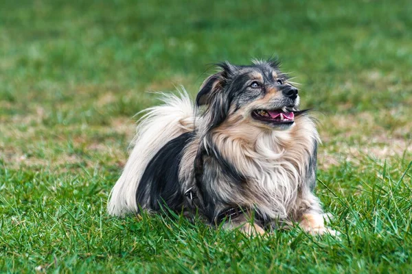 Mini Bir Avustralya Çoban Köpeği Çimlerin Üzerinde Oturuyor Yeşil Arkaplan — Stok fotoğraf