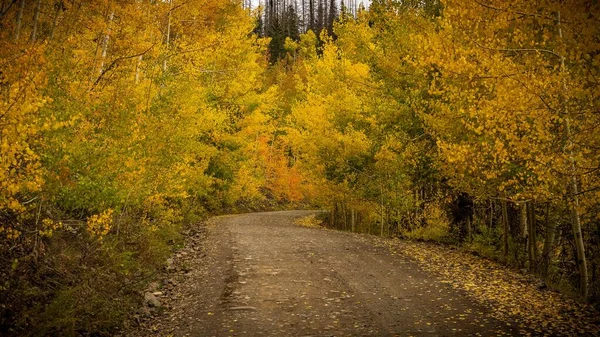 Ścieżka Przez Żółte Zielone Jesienne Drzewa Parku Kolorado — Zdjęcie stockowe