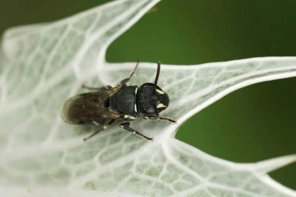 Hylaeus Komünis Bahçedeki Eryngium Giganteum Gri Yapraklarının Üzerinde Oturan Maskeli — Stok fotoğraf