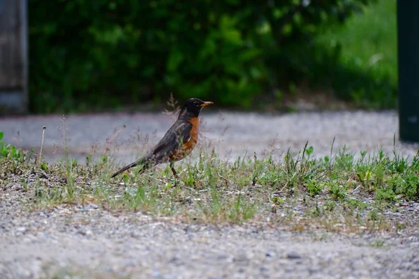 一只可爱的美国知更鸟在水泥地上的绿草上 — 图库照片