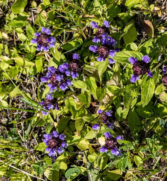 Closeup Purple Skullcap Flowers — Stock Photo, Image