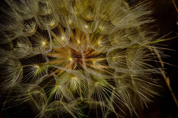 Una Macro Toma Diente León Sobre Fondo Negro — Foto de Stock