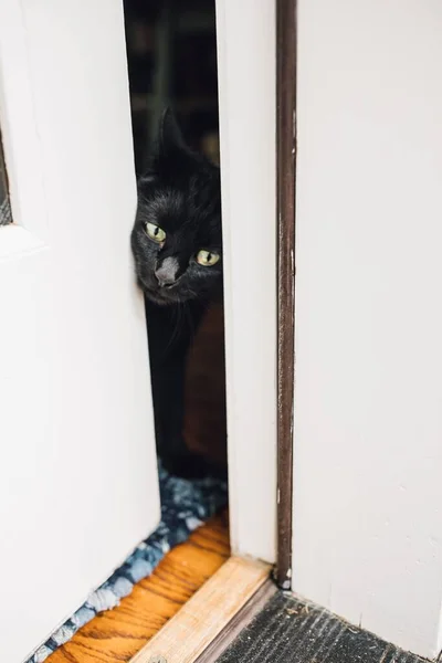 Крытый Черный Кот Пытается Выбраться Наружу Через Белую Дверь — стоковое фото