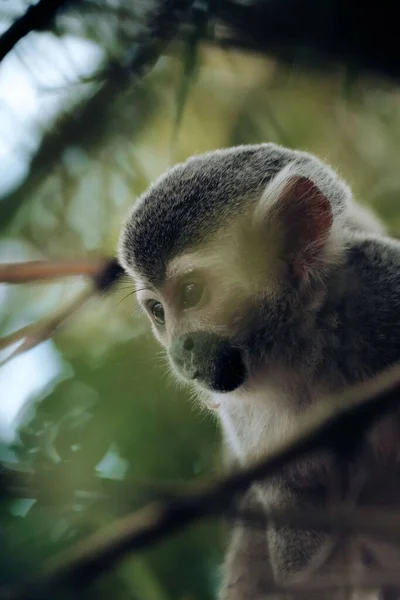 Ein Vertikales Porträt Eines Humboldt Schen Eichhörnchenaffen — Stockfoto