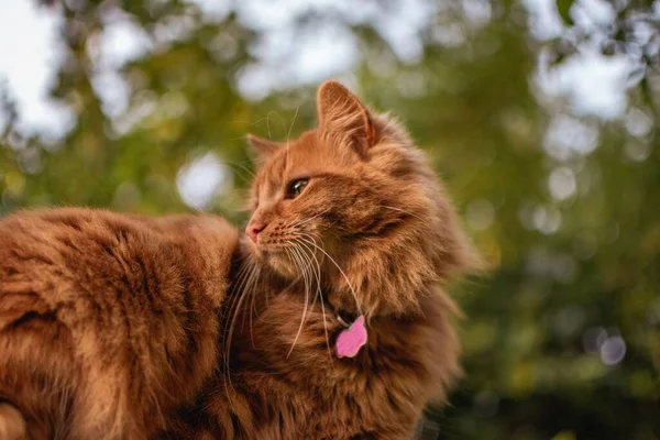 Gatinho Gengibre Bonito Jardim Verão Inglês Tradicional Olhando Para Longe — Fotografia de Stock