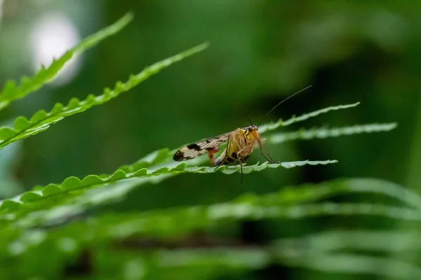Eğreltiotu Yaprağında Sürünen Bir Böcek — Stok fotoğraf