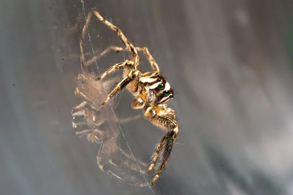Close Jumping Spider Pantropical Jumping Spider Plexippus Paykulli Reflection Europe — Stok Foto